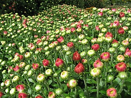 菊花,鮮花,秋天