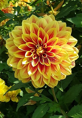 嬌琴紗,花,大麗花花