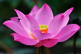 莲花,花,特写