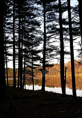 背光,春,pondside