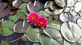 睡蓮,開(kāi)花,觀賞池
