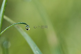 滴,露水,露珠