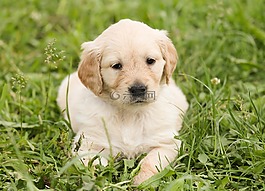 小狗,狗,金毛獵犬