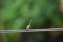 蜻蜓,自然,动物群