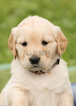 小狗,狗,金毛獵犬