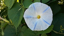 牽牛花,花,上午