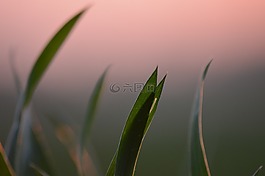 小麥,農(nóng)業(yè),谷物