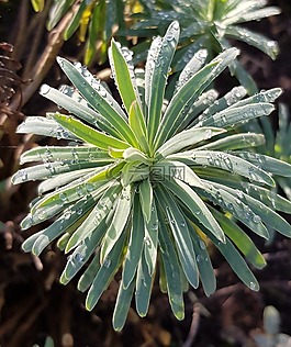 廠,花園,性質(zhì)