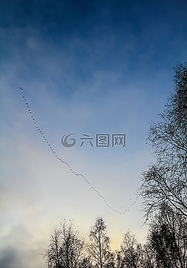 候鳥,天空,飛的鳥