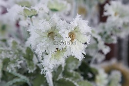 冬季,鮮花,性質(zhì)