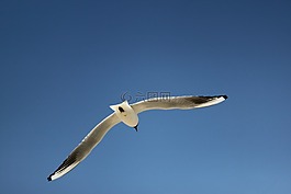 海鷗,天空,鳥