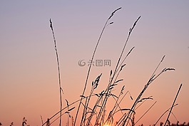 日出,草,草地