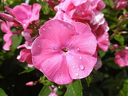 花,鮮花,雨滴