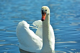 天鵝,動物,水