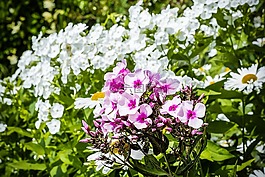 花,花園,宏