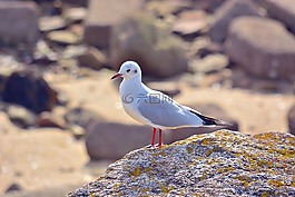 鳥,嘴鷗,動物