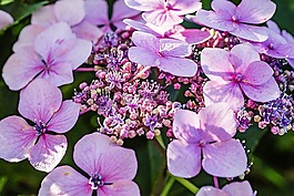 花,開花,紫