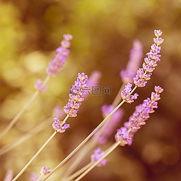 熏衣草,花,廠