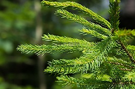 針葉樹,科,針