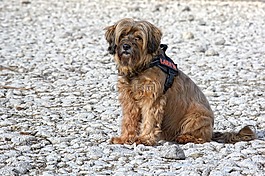 狗,西藏小獵犬,坐在