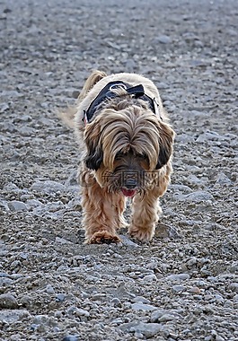 狗,西藏小獵犬,野生動物攝影