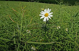 花,多marg​​erite,玛格丽特