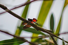 昆蟲,蜻蜓,性質