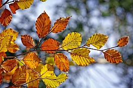 秋季,科,葉子
