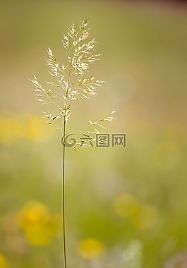 草,種子,廠