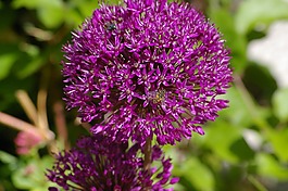 观赏葱,韭菜,开花