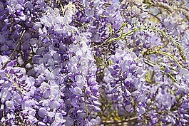 紫藤,鮮花,植物區(qū)系