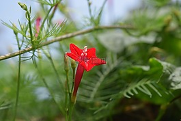 紅色,綠色,花