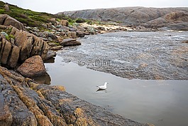 鳥,海,水