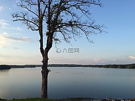 裸,樹,湖