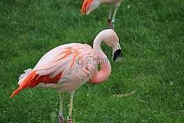 粉紅色,火烈鳥,野生動物