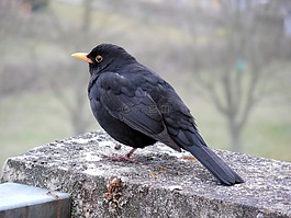 黑鳥,鳥,鳴鳥