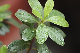 植物,雨,性質(zhì)