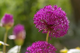 观赏葱,韭菜,开花