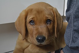 狗,寵物,野生動物攝影