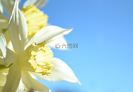喇叭花,蓝色,黄色