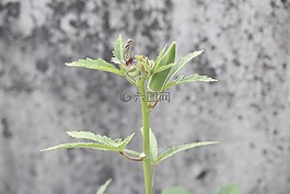 黄秋葵,那位女士的手指,蔬菜