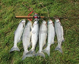 三文魚,大,釣魚