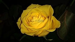 花,花瓣,玫瑰