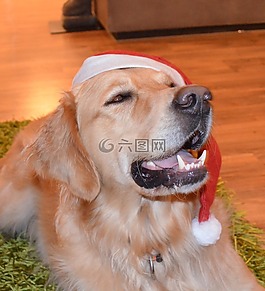 狗,圣誕節(jié),金毛獵犬