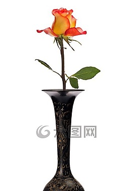 玫瑰,花,植物