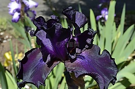 鳶尾花,花,紫羅蘭色