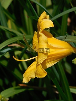 黄花菜,盛开,花