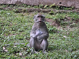 猴子,動(dòng)物,野生