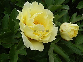 牡丹,奶油色,鮮花