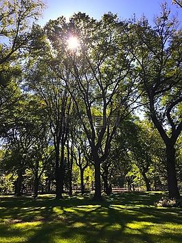 公園,太陽,樹